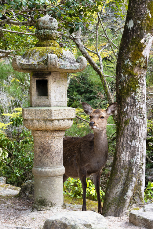 Arte fotográfico Deer in Miyajima