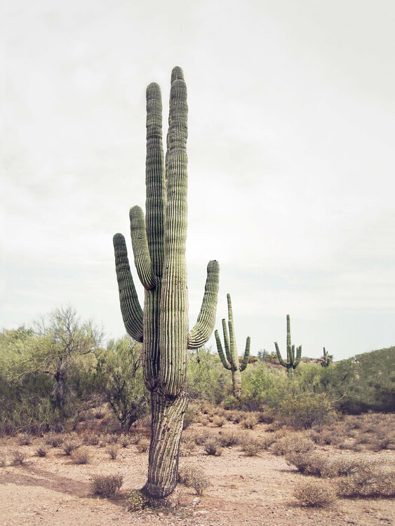 Konstfotografering Desert Cactus