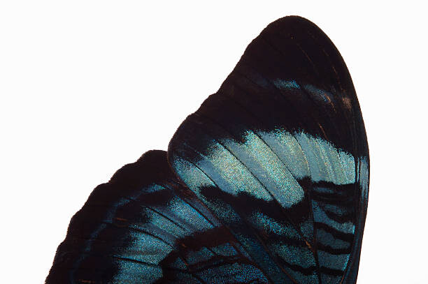 Fotografia Detail of butterfly wing , side