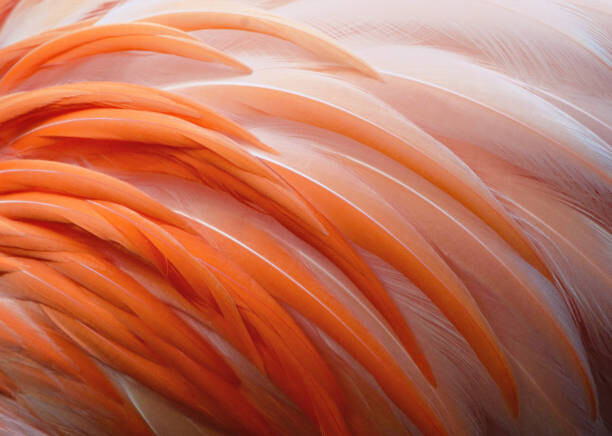 Konstfotografering Detail of Flamingo Feathers at Naples, Florida