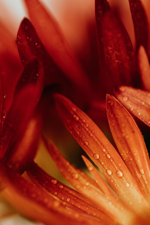 Umetniška fotografija Detail of red flowers