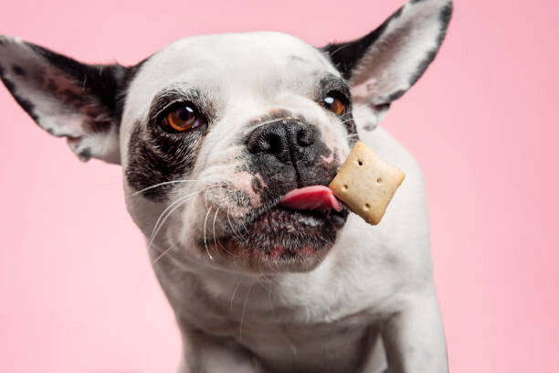 Umělecká fotografie Dog catching a biscuit.