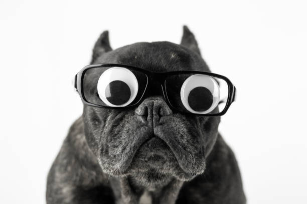 Umělecká fotografie Dog with glasses and bulging eyes