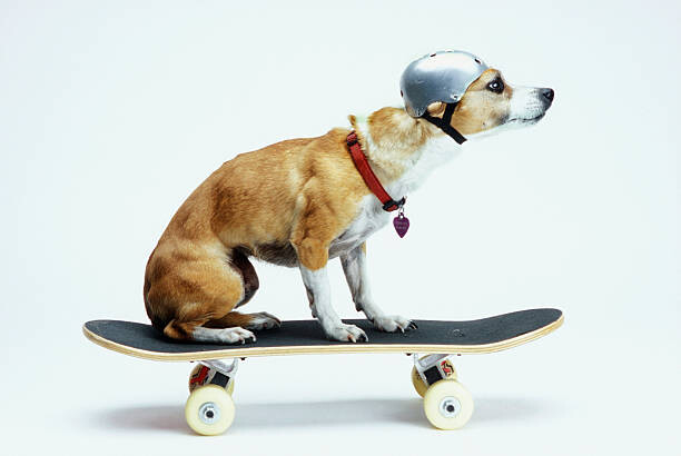 Umělecká fotografie Dog with Helmet Skateboarding