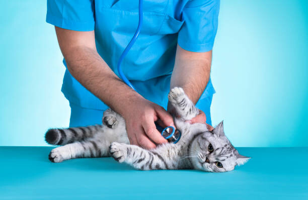 Umělecká fotografie Domestic Cat Medical Exam