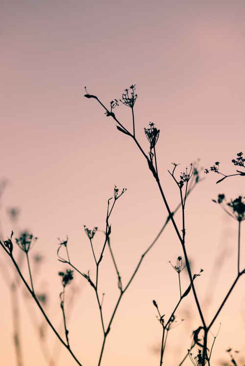 Arte fotográfico Dried plants on a pink sunset