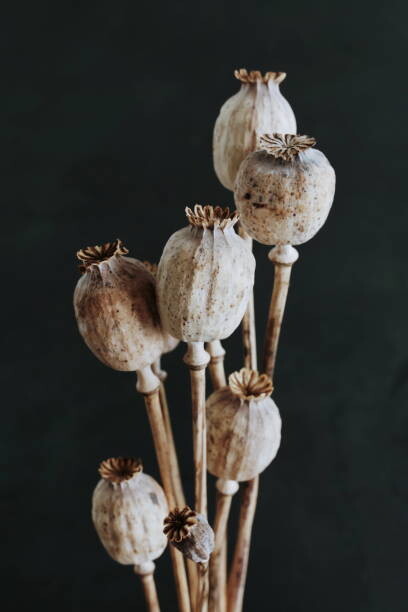 Kunstfotografie Dried poppy heads with stem isolated on black background. Floral card. Botanical aesthetic poster