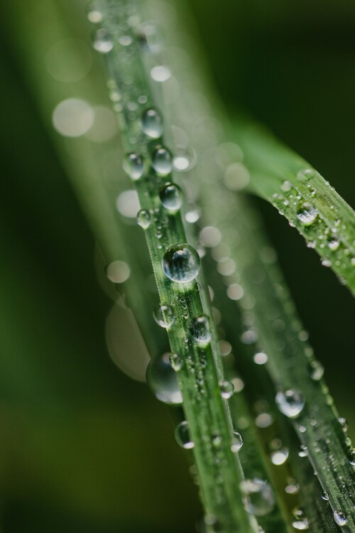 Konstfotografering Drops on plants