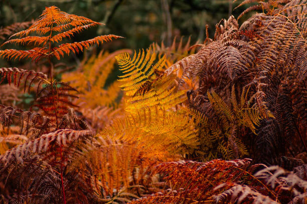 Fotografia artystyczna dry ferns in a forest in fall