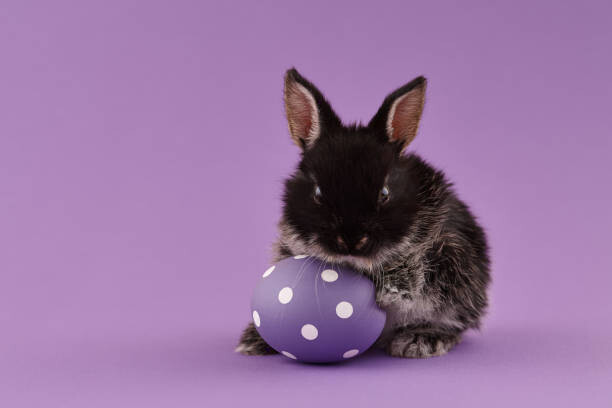 Umělecká fotografie Easter bunny rabbit with egg on purple background