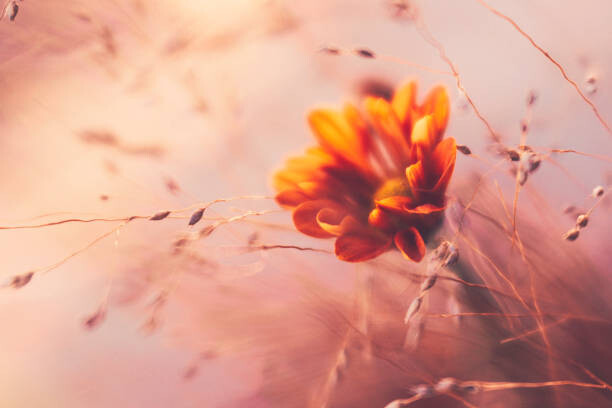 Konstfotografering Ethereal looking ornamental grass with orange dahlia