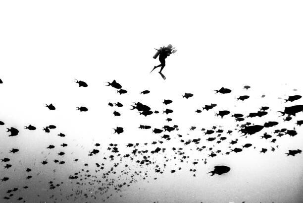 Umelecká fotografie extreme underwater