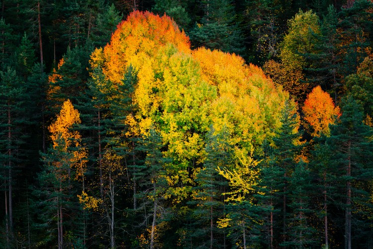 Umělecká fotografie Fall colors trees