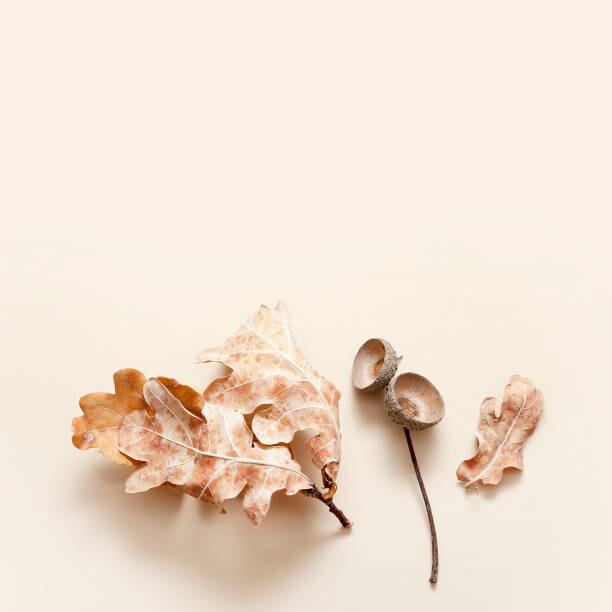 Fotografia artistica Fallen oak leaves and acorn caps on a beige background. Autumn monochrome concept with copy space