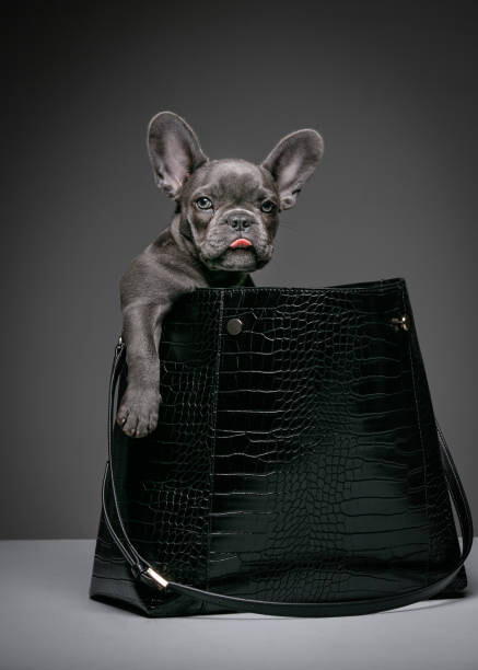 Umelecká fotografie Female blue French Bulldog puppy in a handbag.