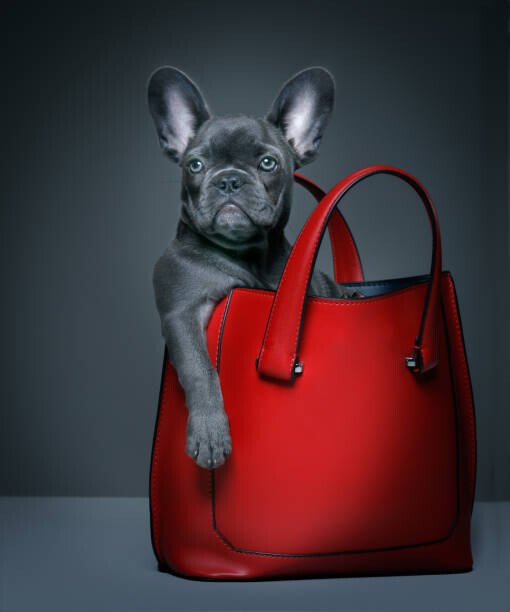 Umělecká fotografie Female blue French Bulldog puppy in a handbag.