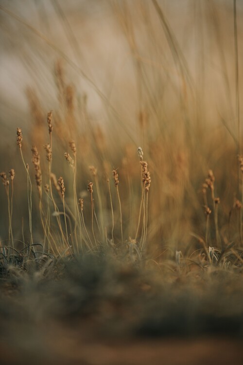Arte fotográfico Field at golden hour 2