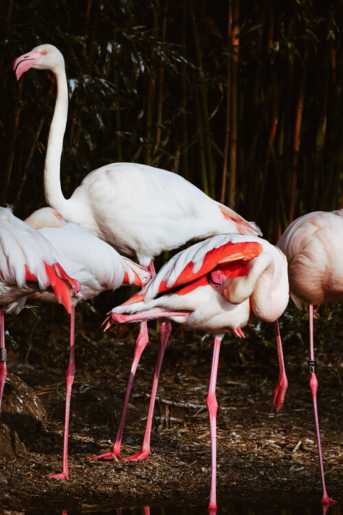 Arte fotográfico Flamingo Budies