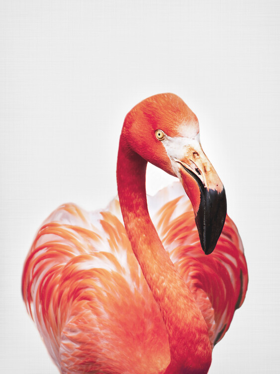 Художня фотографія Flamingo