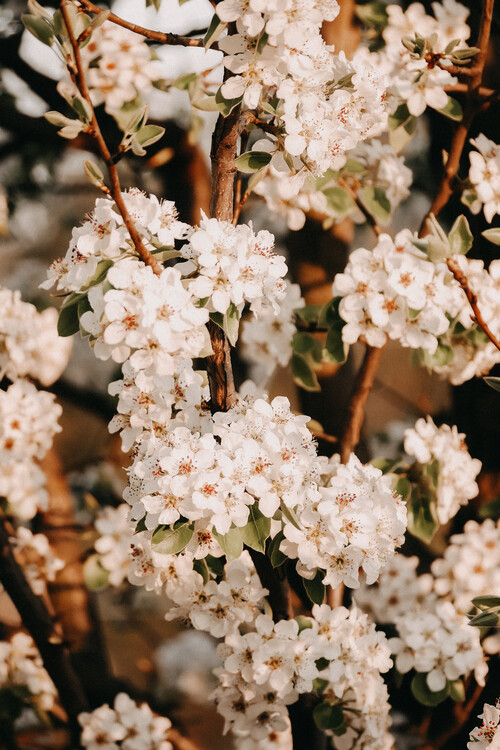 Fotografia artistica Flower madness