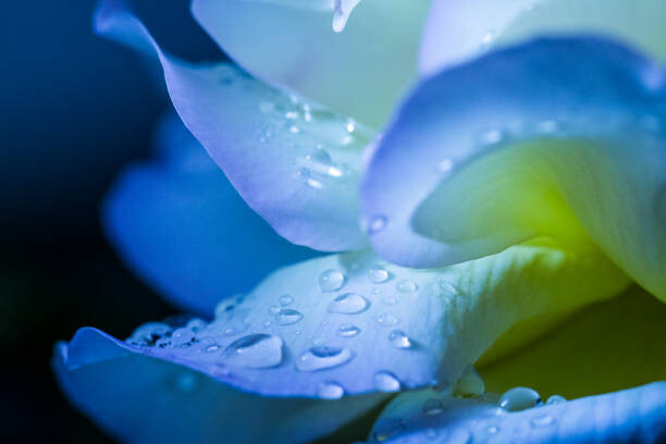 Kunstfotografie flower petal with drops