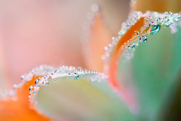 Fotografie Flower underwater with oxygen bubbles on