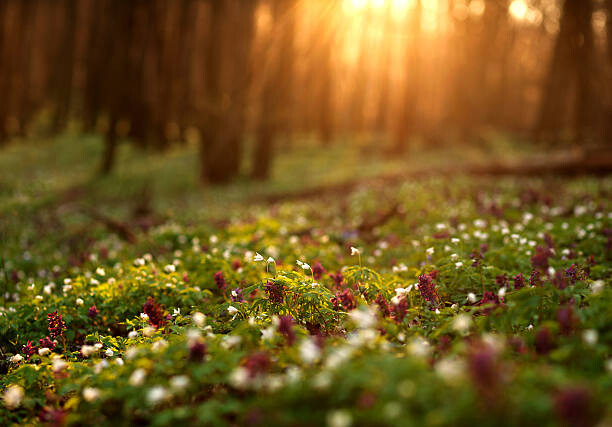 Umetniška fotografija Flowering green forest on sunset ,