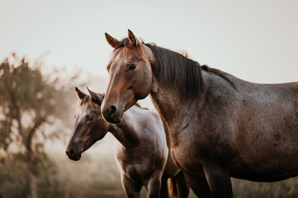 Kunstfotografie Fohlen mit Mutter Stute Pferde Quarter Horse