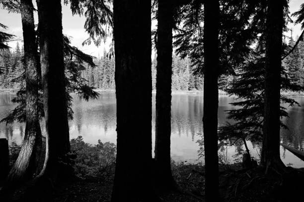 Umelecká fotografie Forest lake
