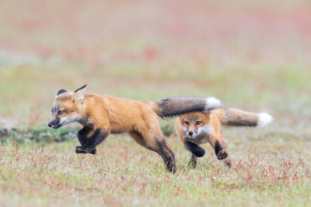 Kunstfotografie Fox kit chase