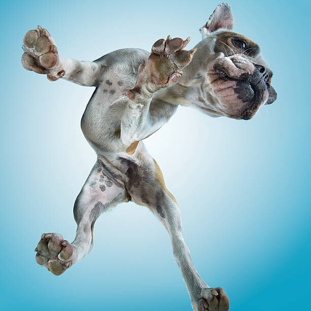 Umělecká fotografie French Bulldog Dancing