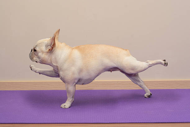 Umělecká fotografie French Bulldog in Yoga Pose -