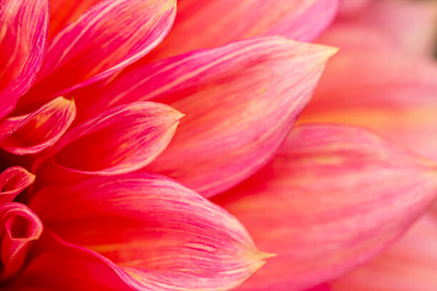 Kunstfotografie Fresh pink dahlia flower, photographed at