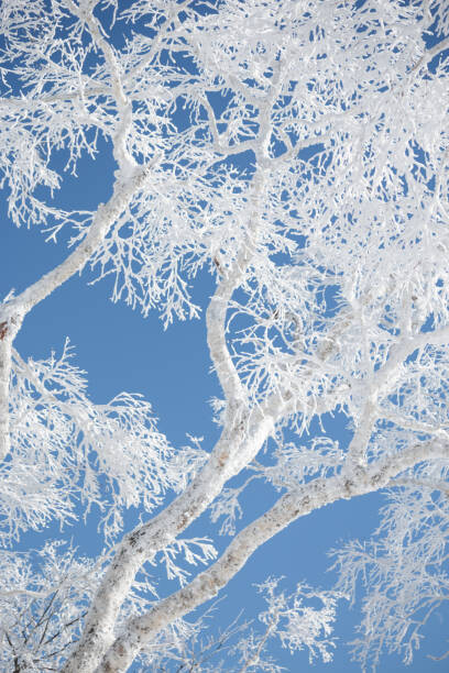 Művészeti fotózás Frost covered branches against blue sky