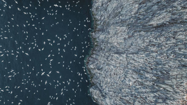 Fotografia Gannets flying off the edge of