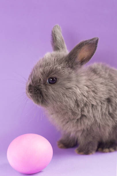 Umělecká fotografie Gentle cute gray rabbit sits on