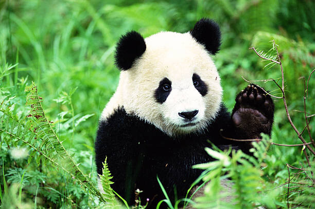 Umjetnička fotografija Giant Panda (Ailuropoda melanoleuca)