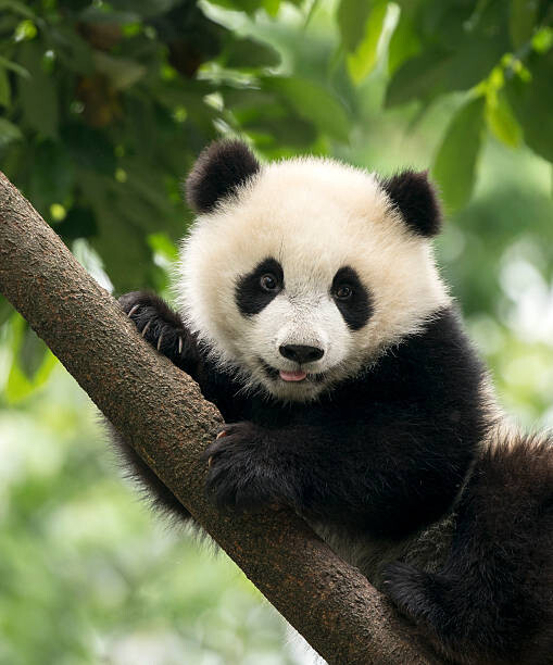 Umělecká fotografie Giant Panda baby cub in Chengdu area, China