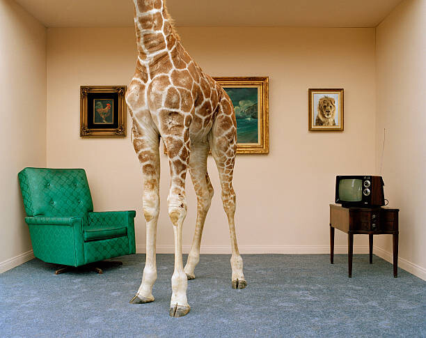 Umělecká fotografie Giraffe in living room, low section