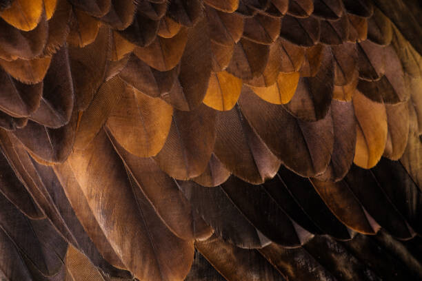 Fotografia artystyczna Golden Eagle's feathers
