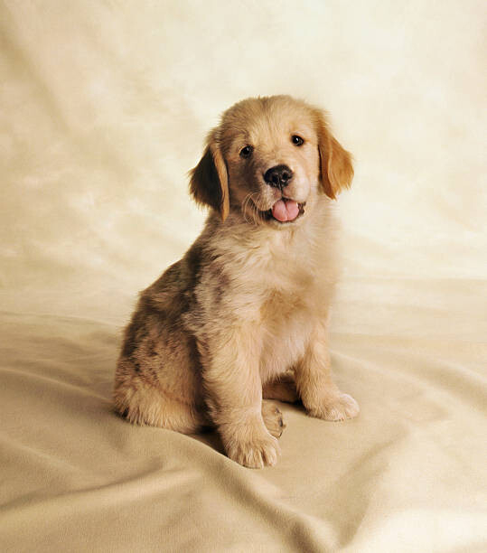 Konstfotografering Golden Retriever Puppy