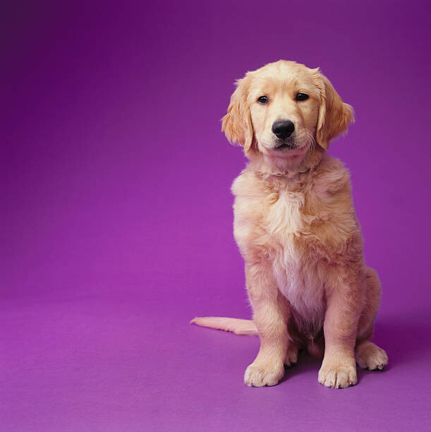 Konstfotografering Golden Retriever Puppy