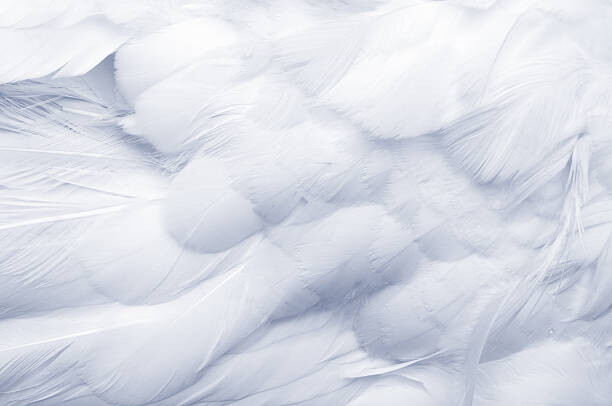 Umelecká fotografie Goose Feathers Background