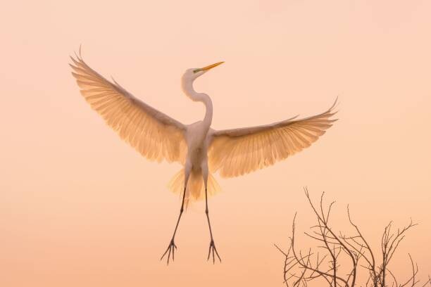 Fotografie Graceful white Heron in flight
