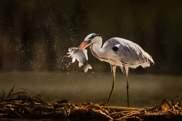 Kunstfotografi Gray heron catching fish in wilderness.