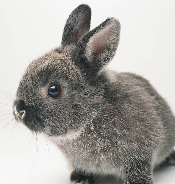 Umělecká fotografie Gray rabbit, close-up