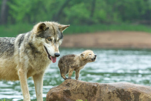 Kunstfotografi Gray Wolf pup and adult