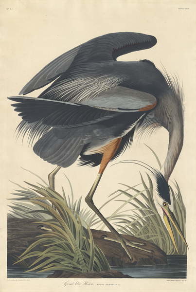 Obrazová reprodukce Great blue Heron, 1834