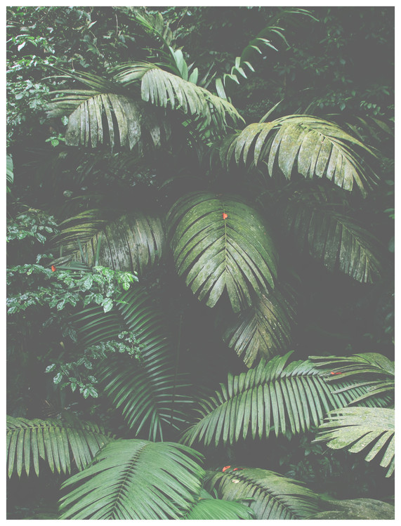 Arte fotográfico green leaves large