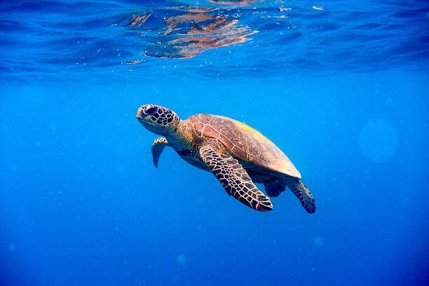 Fotografia Green turtle approaching water surface
